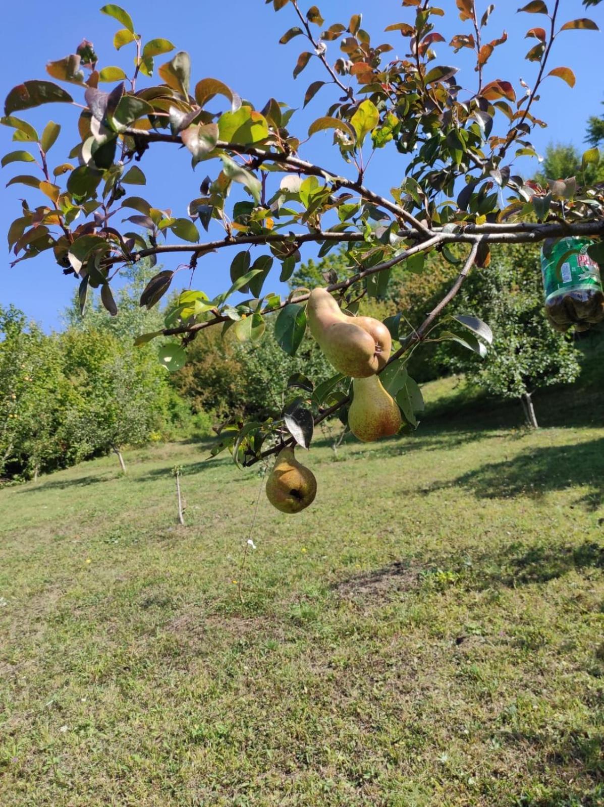 Lux Nature Villa Saraievo